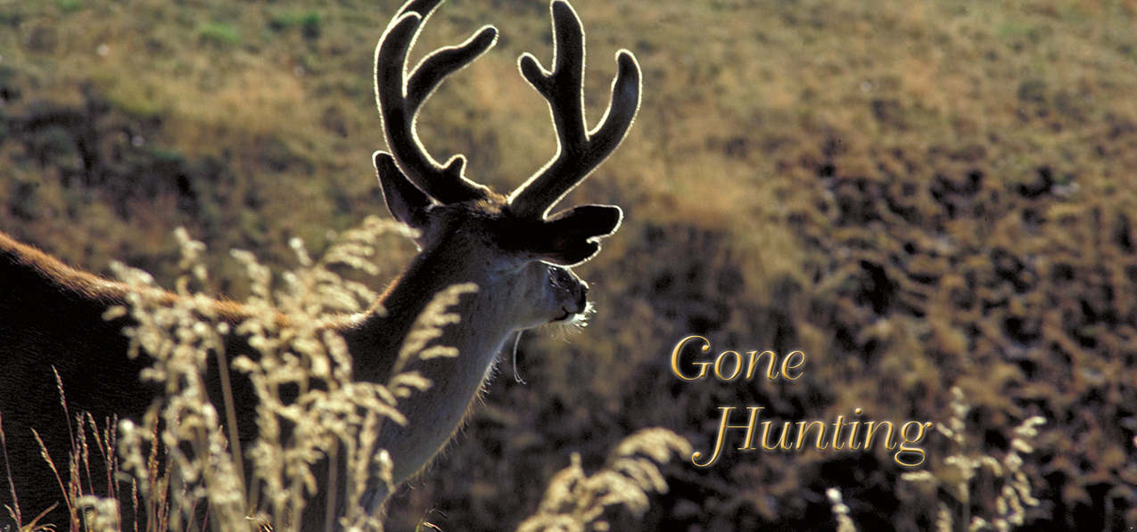 P 310 Gone Hunting (Deer)